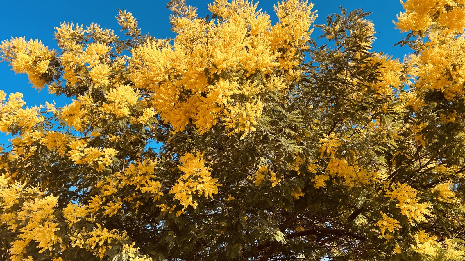 Blühende Mimosen bei der Dorf Besichtigung