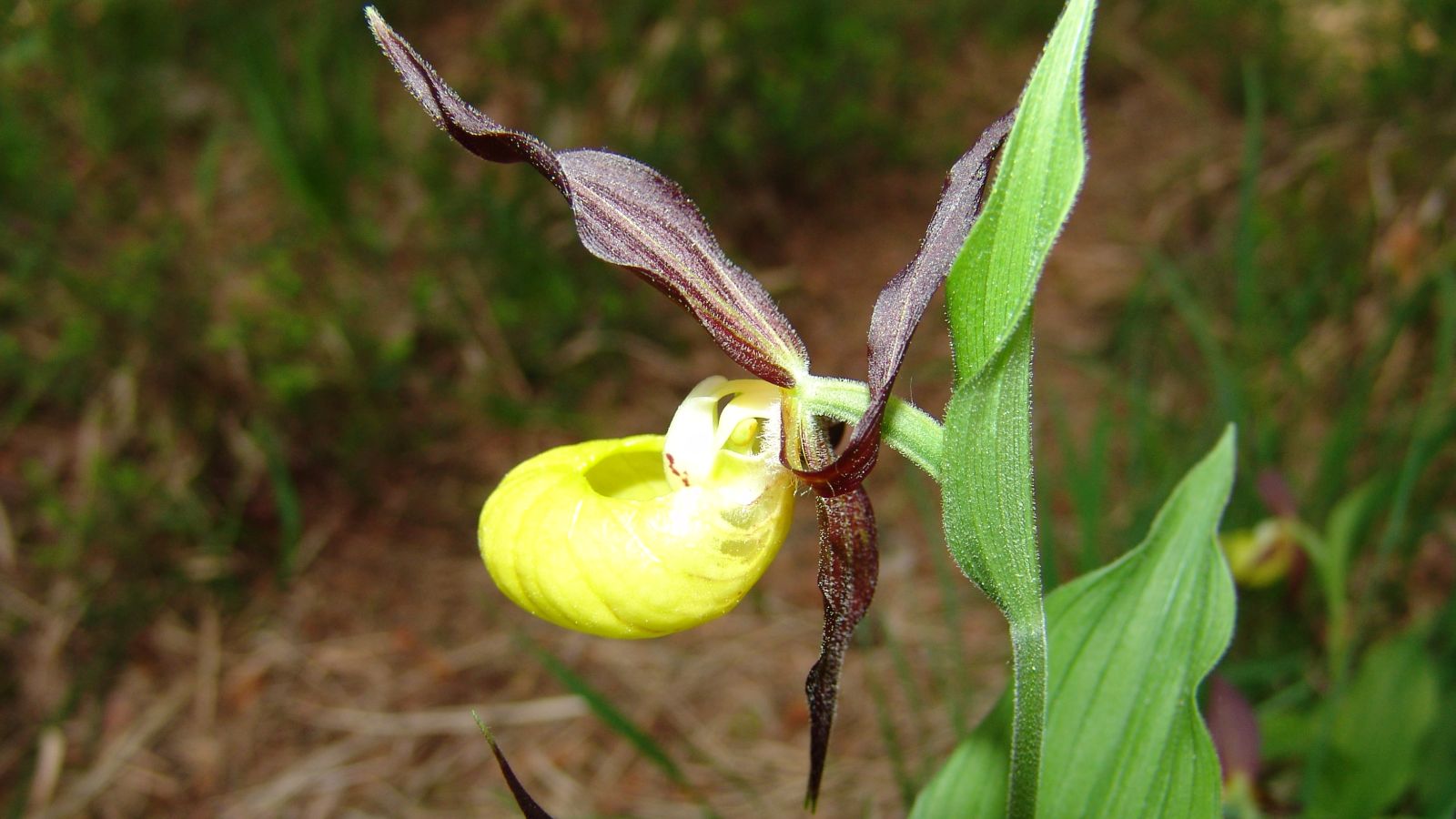Wunderbar diese Blüte, eine Pracht